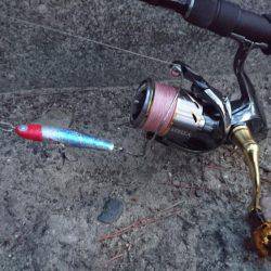 連休シーバス釣行　なんとか1匹